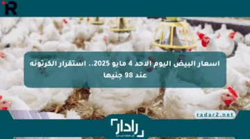 أسعار البيض اليوم الأحد 4 مايو 2025.. استقرار الكرتونة عند 98 جنيها